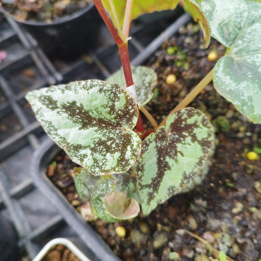 Begonia Seeds | Begonia Weirdo