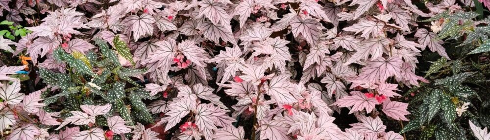 Begonia Weirdo