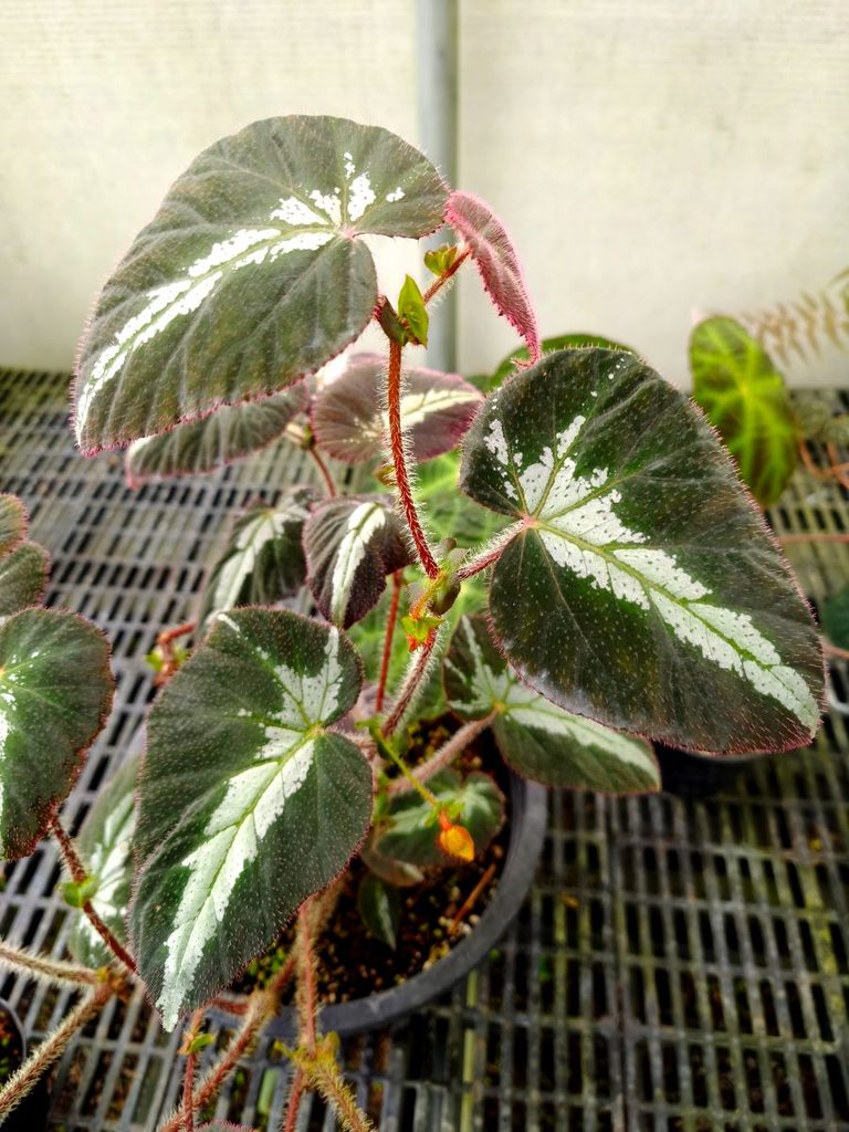 Begonia Mysteries #1